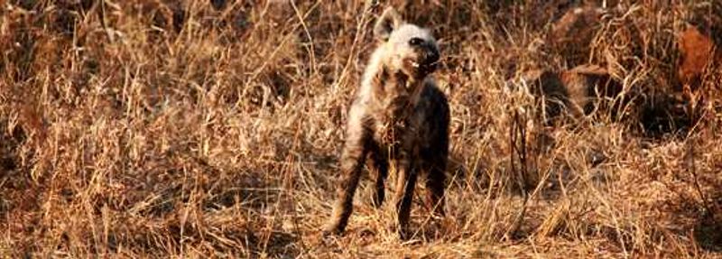 Hyena young one