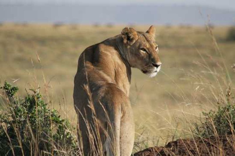 A lioness in the Masai Mara, Kenya scans the open plains