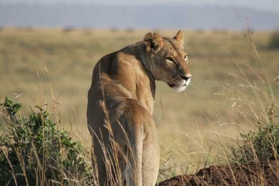 A lioness in the Masai Mara, Kenya scans the open plains
