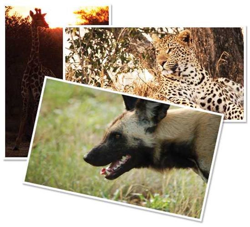 Pics taken while on Safari in Africa