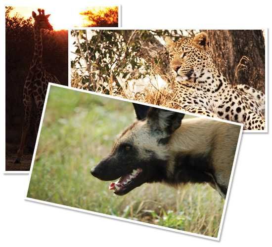 Pics taken while on Safari in Africa