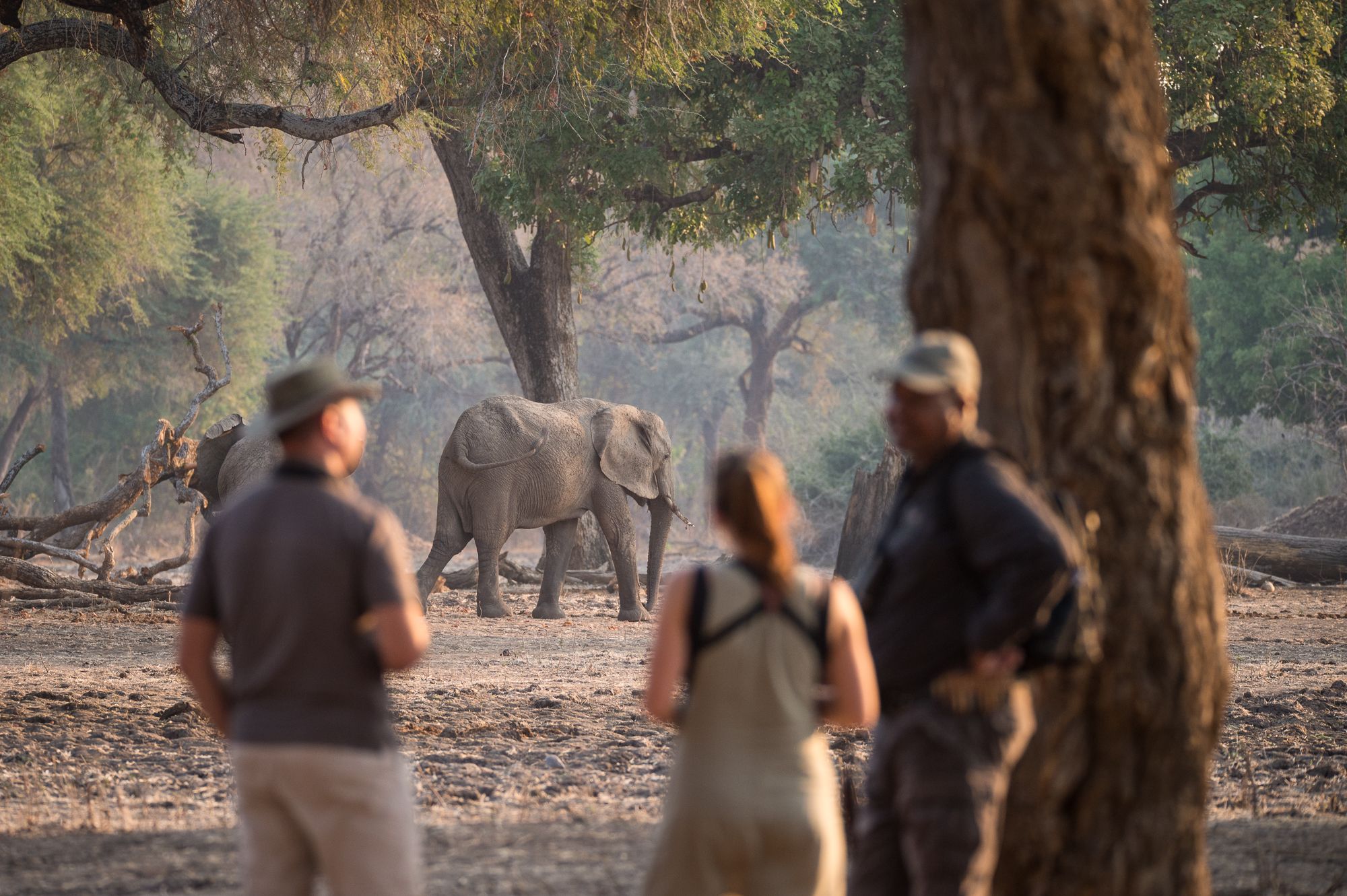 Where to Go on Safari in August: Best African Destinations