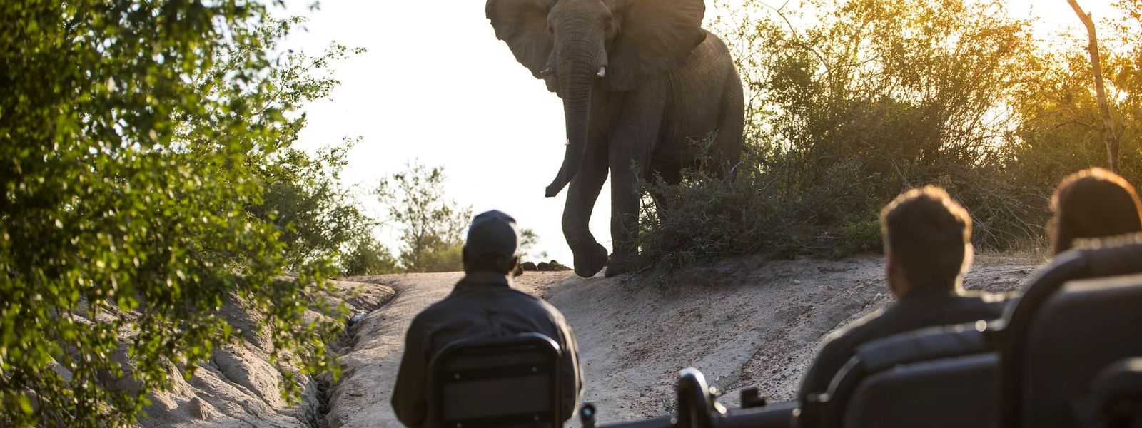 A Silvan Safari Game Drive Through a Ranger’s Eyes