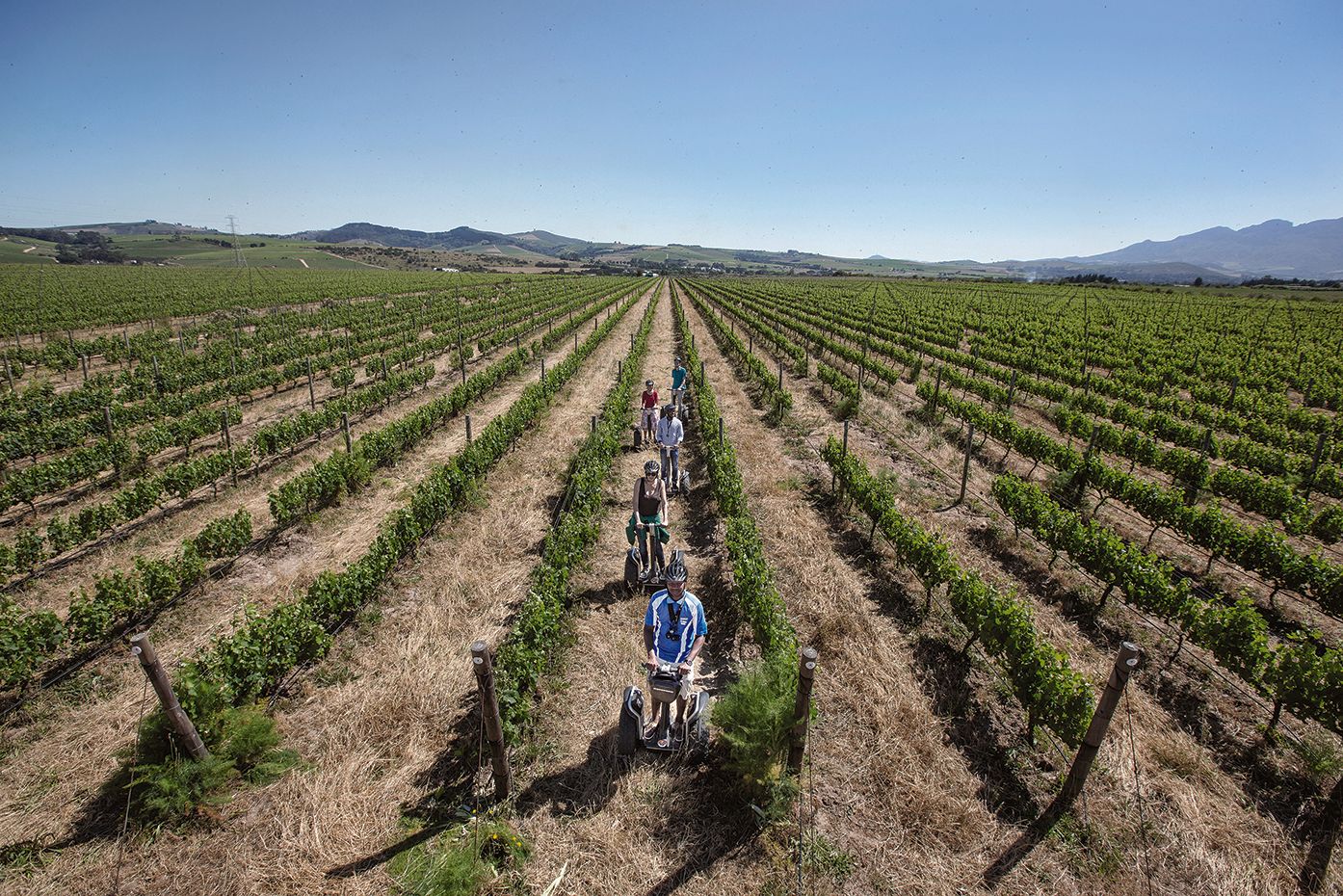 7 Reasons Spier Is Unlike Any Other Cape Wineland Estate