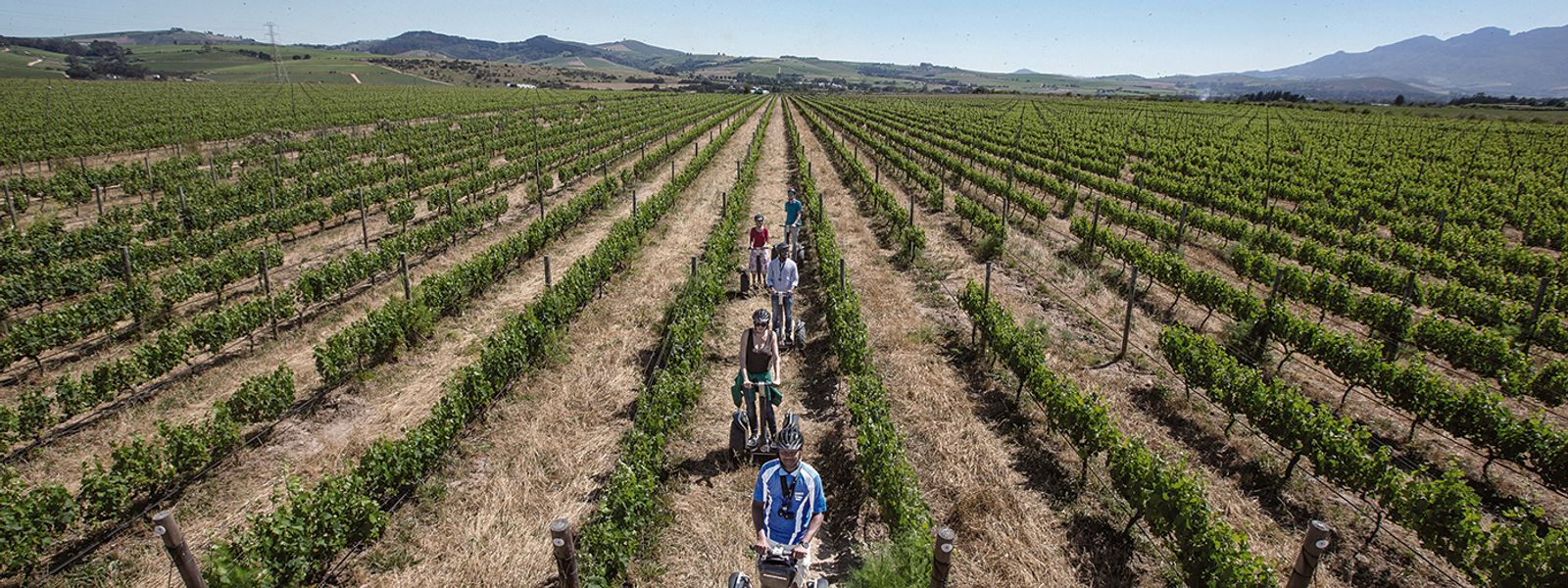 7 Reasons Spier Is Unlike Any Other Cape Wineland Estate