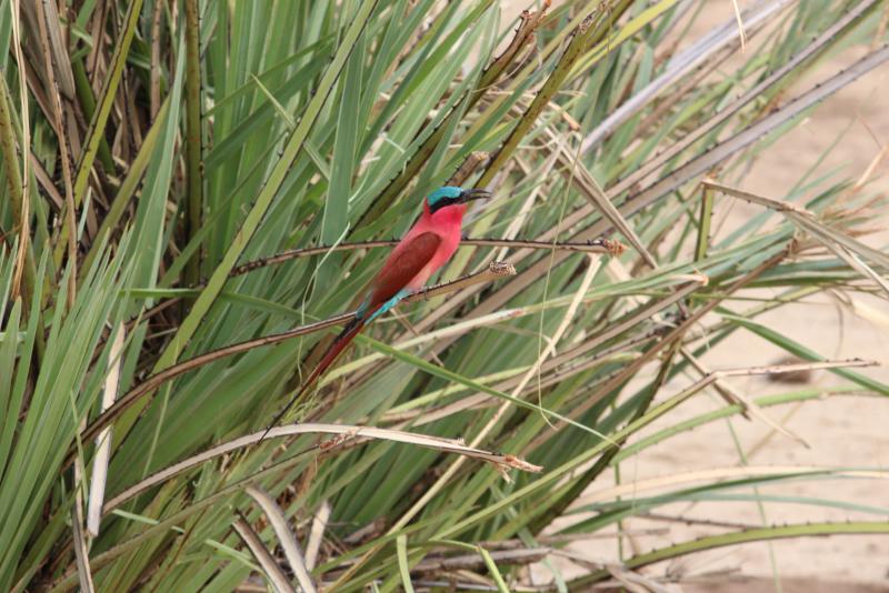 Discover Zambia's wildlife on foot