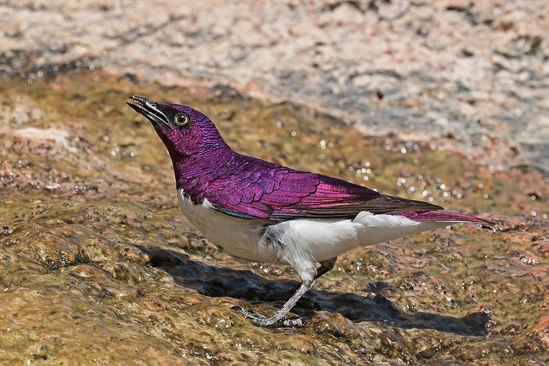 animaux d'afrique du sud