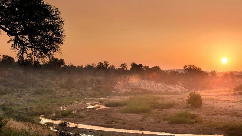 Peaceful sunset over the Timbavati bushveld, with silhouetted trees beneath a vibrant evening sky.