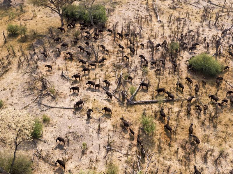 Buffalo herds move across the plains of the Delta