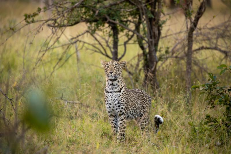 Die beste Reisezeit für Südafrika, wenn Sie Leoparden und andere Tiere sehen wollen, ist Winter