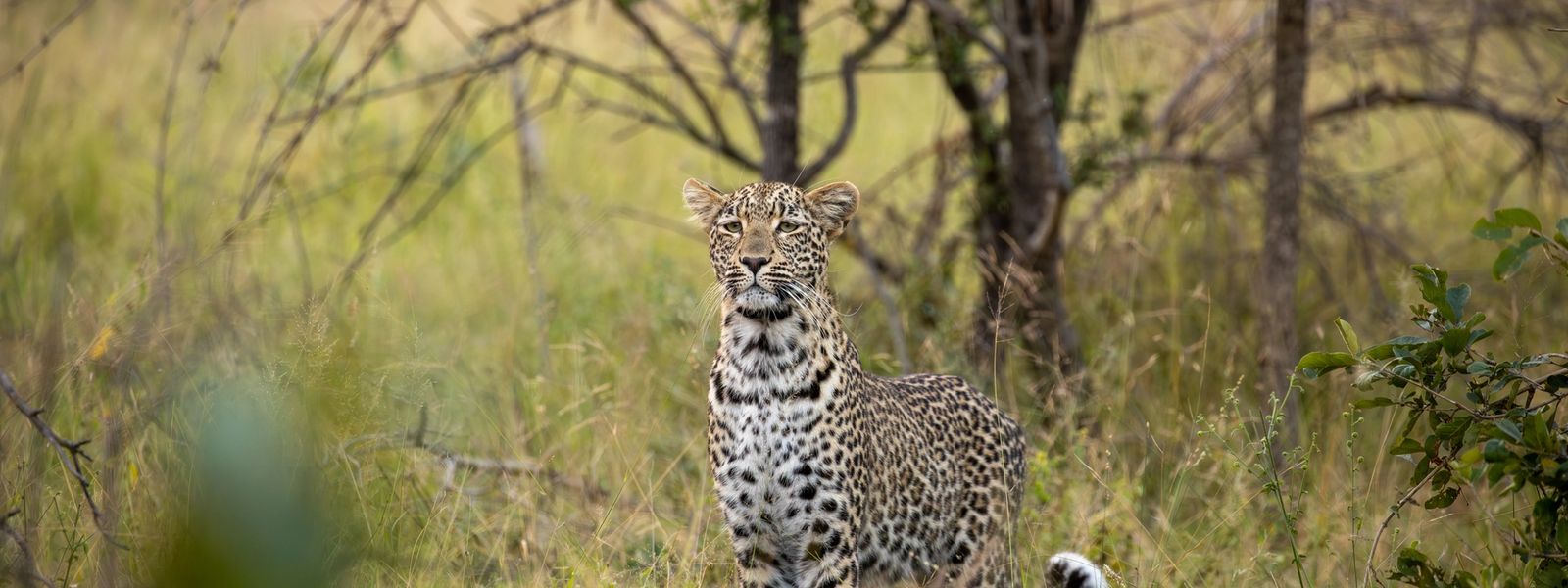 Why Winter in Africa is Prime Time to Go on Safari