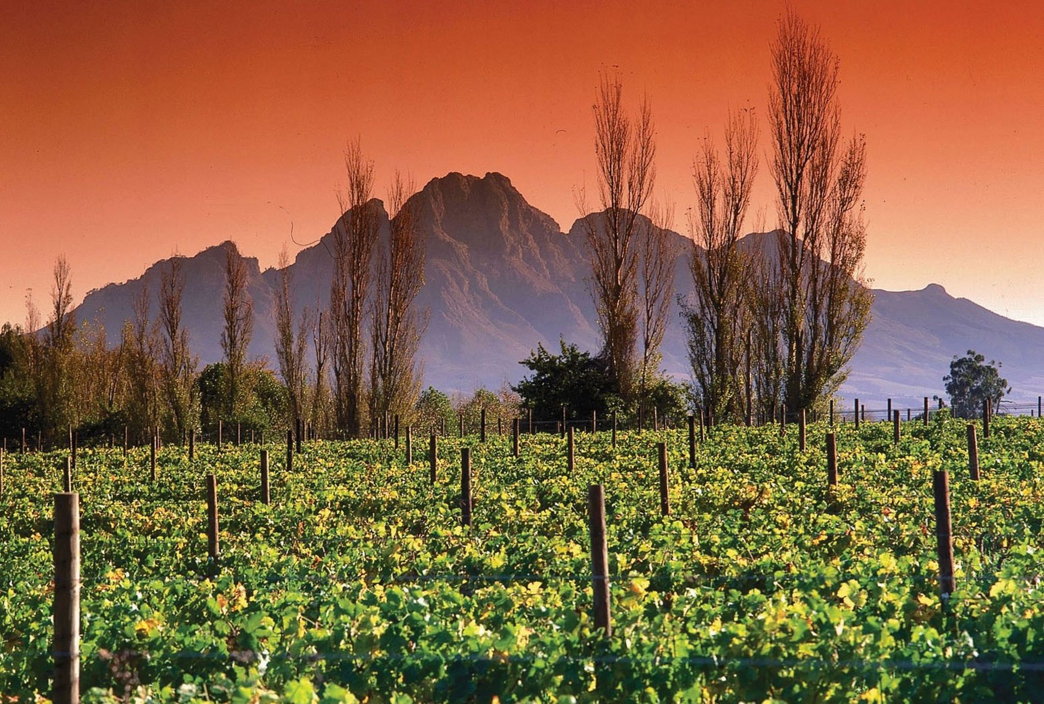 Le 14 juillet à Franschhoek