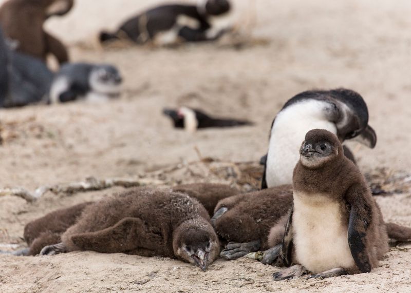 Bébés manchots du Cap proches de leur nid 