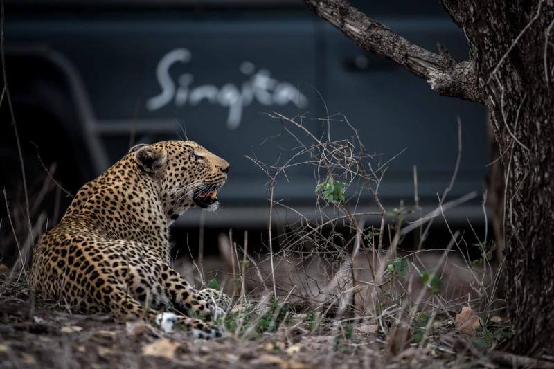 A leopard lies on the ground in dry grass near a tree, with a safari vehicle marked "Singita" in the background.