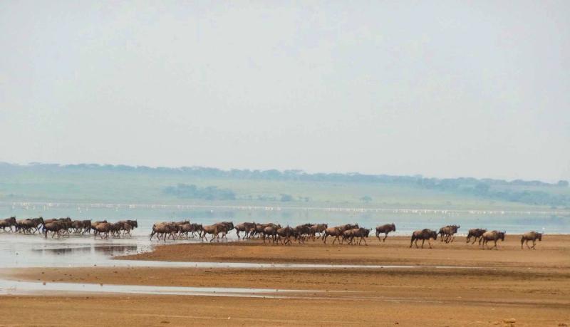 Wildebeest migration crossing Lake Nudutu