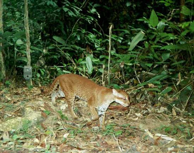 The African Golden Cat can be found in the hills of the Bwindi Impenetrable National Park