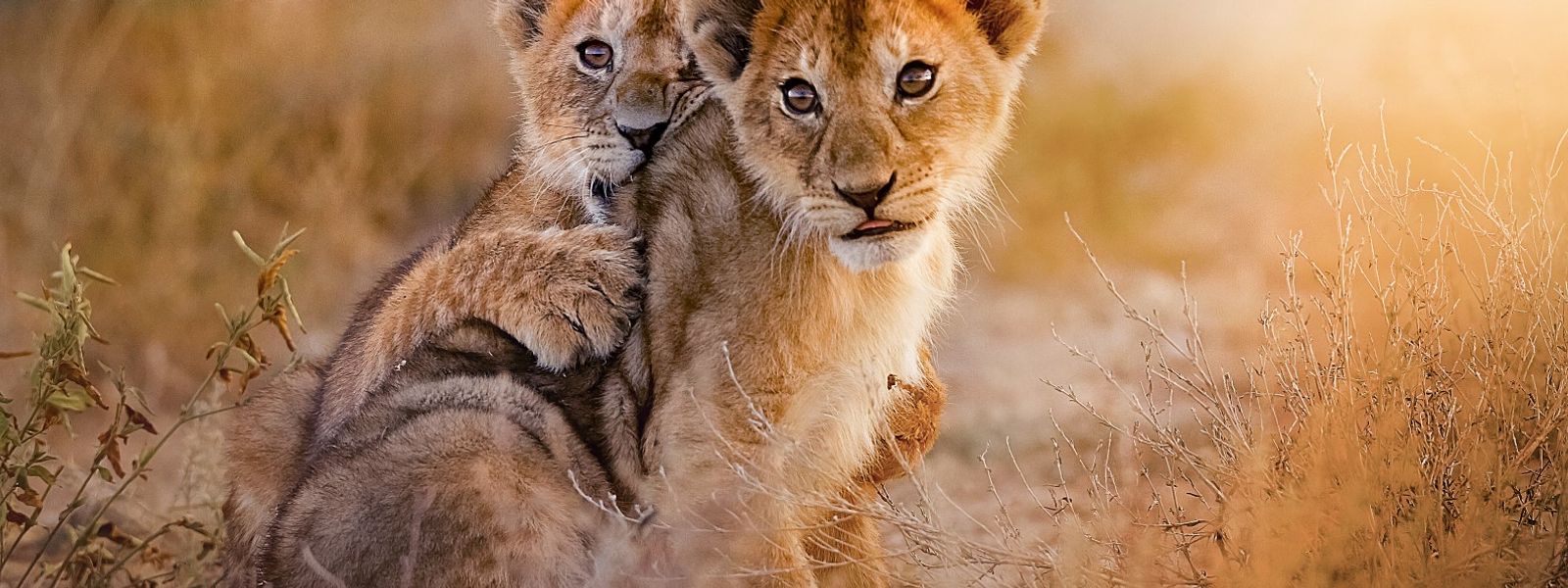 Die Tiere aus „Der König der Löwen“