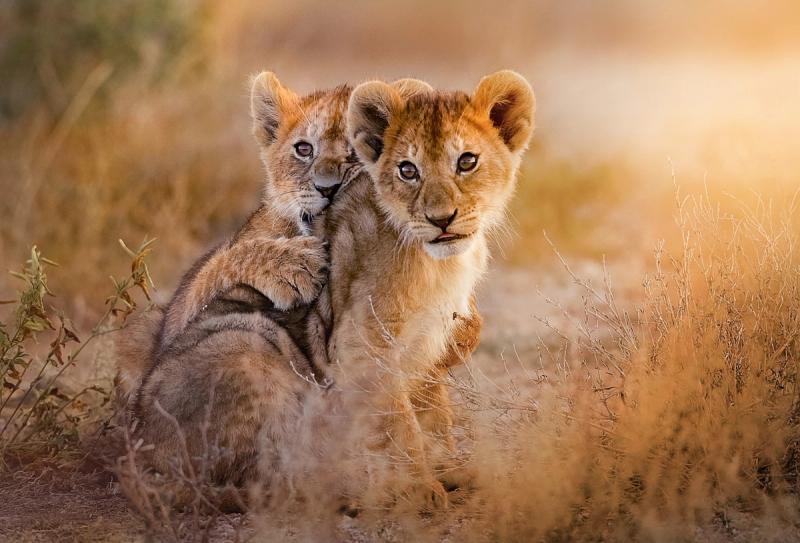 two lion cubs