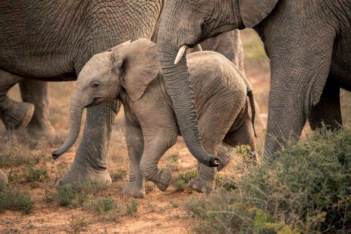 Weshalb wir Elefanten lieben – wissenswerte Fun Facts