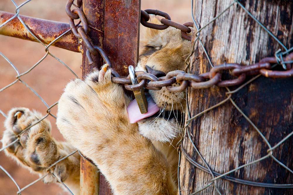 La vérité derrière les fermes d'animaux en Afrique