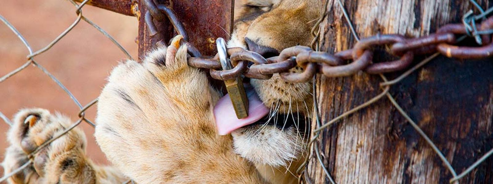 La vérité derrière les fermes d'animaux en Afrique