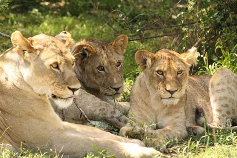 See packs of lions