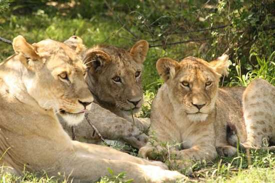 See packs of lions
