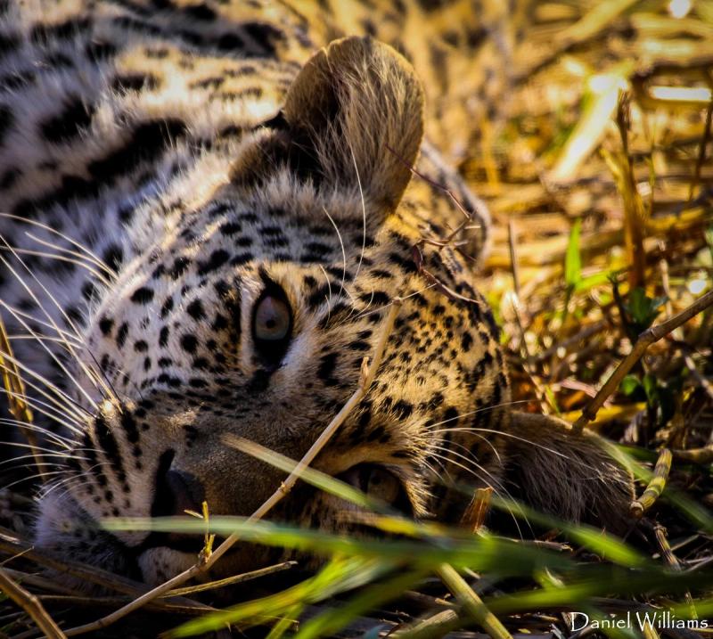 Resting Leopard in the grass