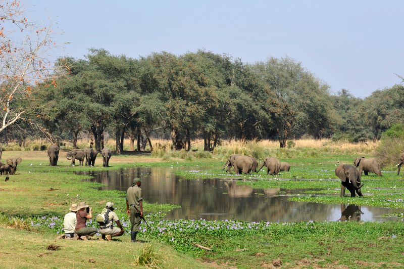 Guests on a walking safari observing elephants