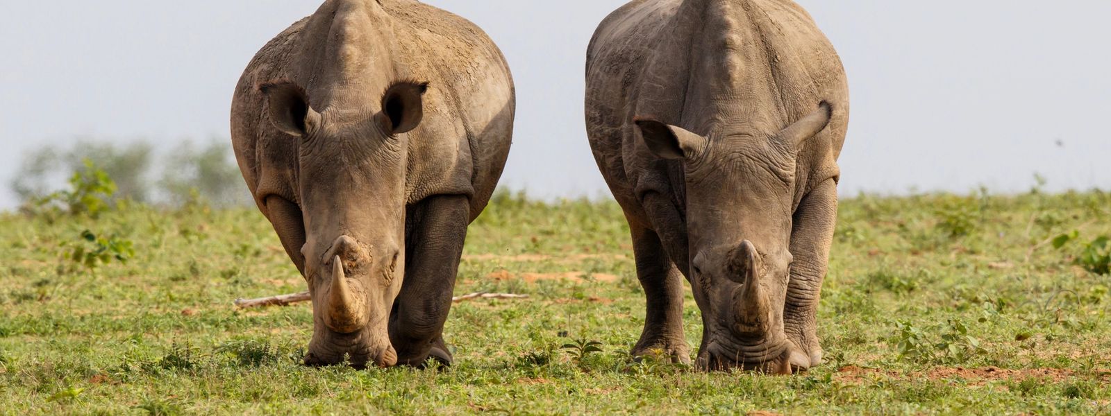A New Chapter for Africa's Rhinos: The Rhino Renaissance