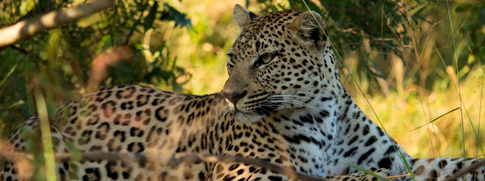 Inyati Game Lodge: You Can Never Go Wrong with a Classic Big 5 Safari