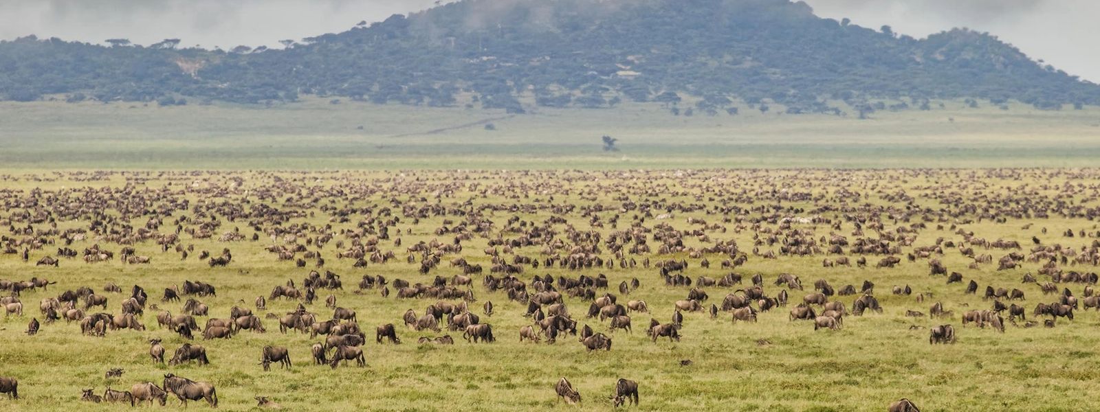 An East African Safari: Four Countries. One Continent. Myriad Discoveries.