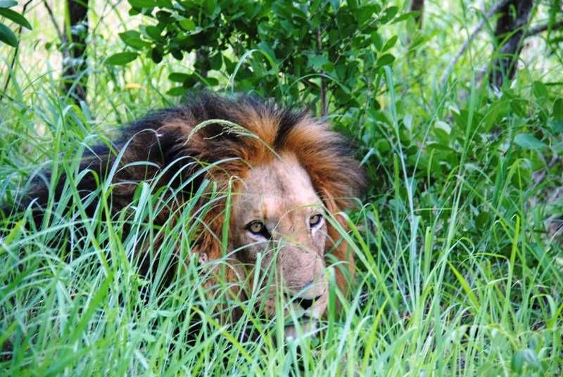 Bad camouflage at Camp Jabulani
