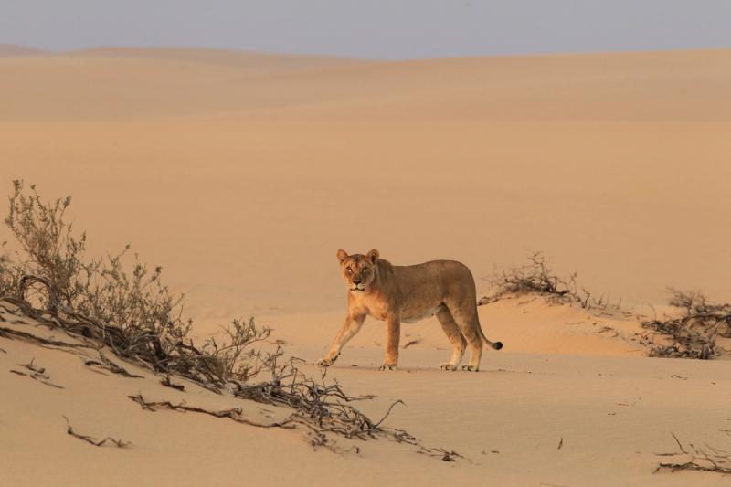 Namibia's desert lion