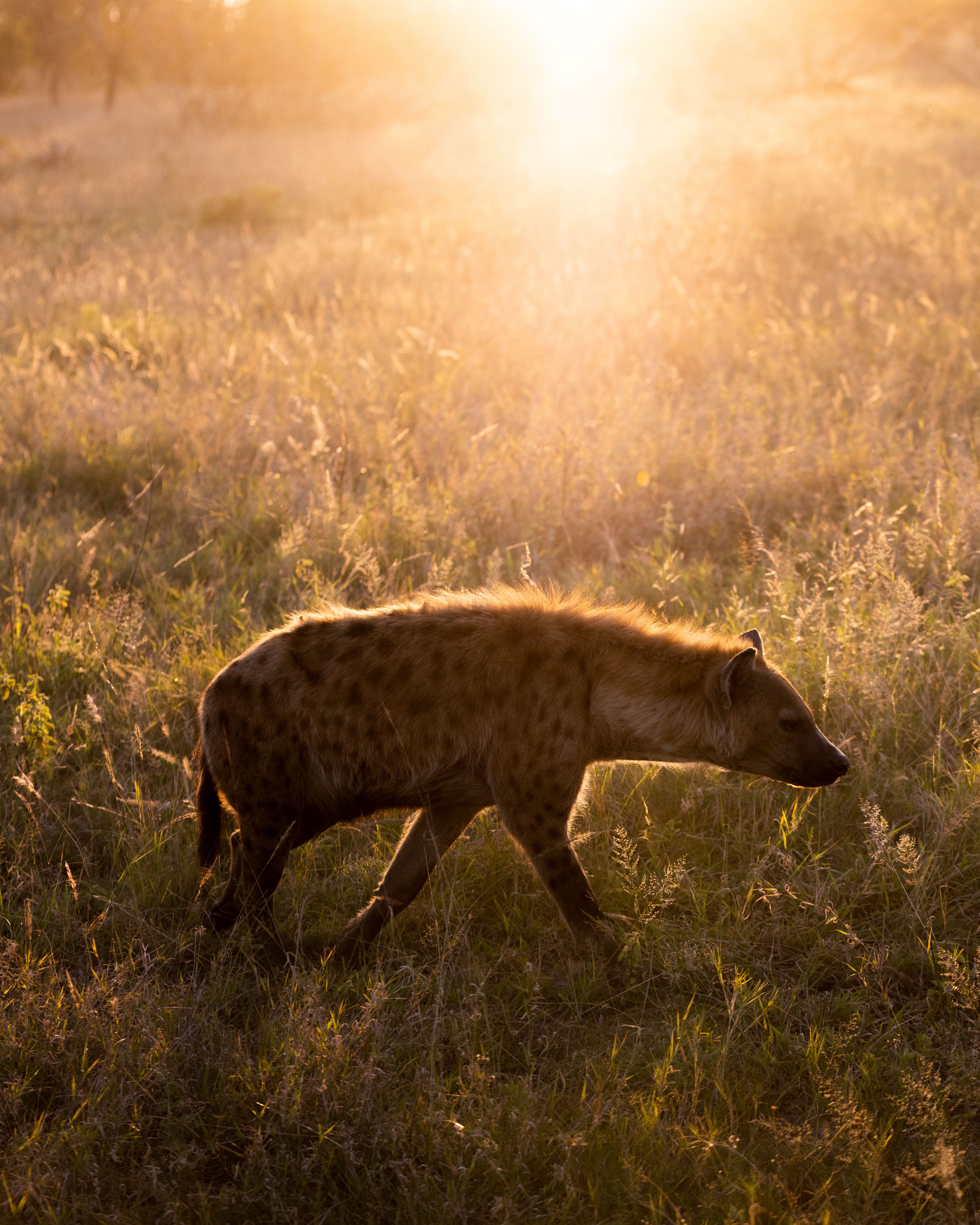 The Spotted Hyena as Nature’s Garbage Crew: Silvan Safari Blog