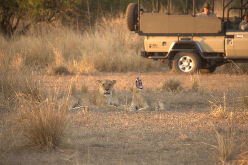 Lions next to game drive vehicle in Gorongosa