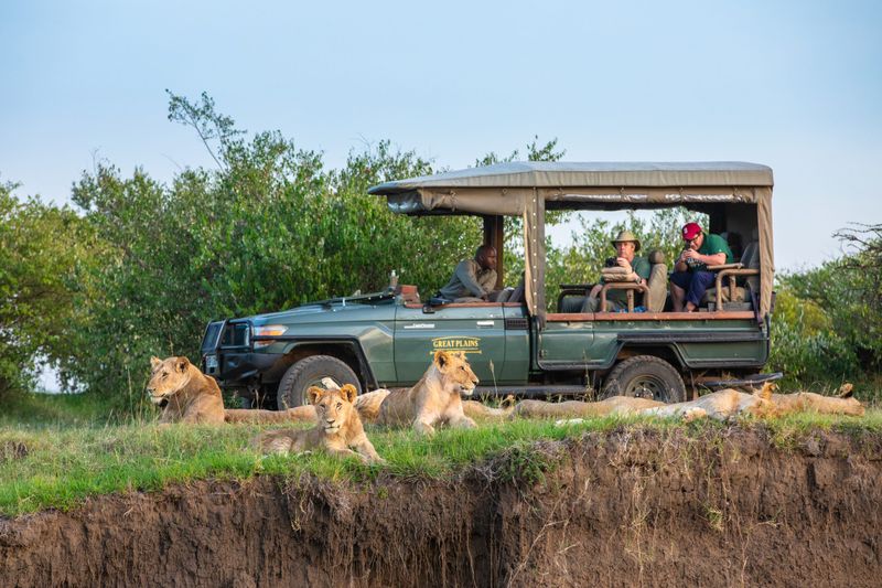 A lion safari in the Maasai Mara