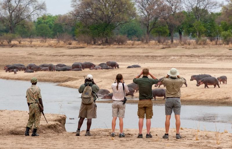 A group on a walking safari in South Luangwa National Park, Image Credit: Tafika Camp