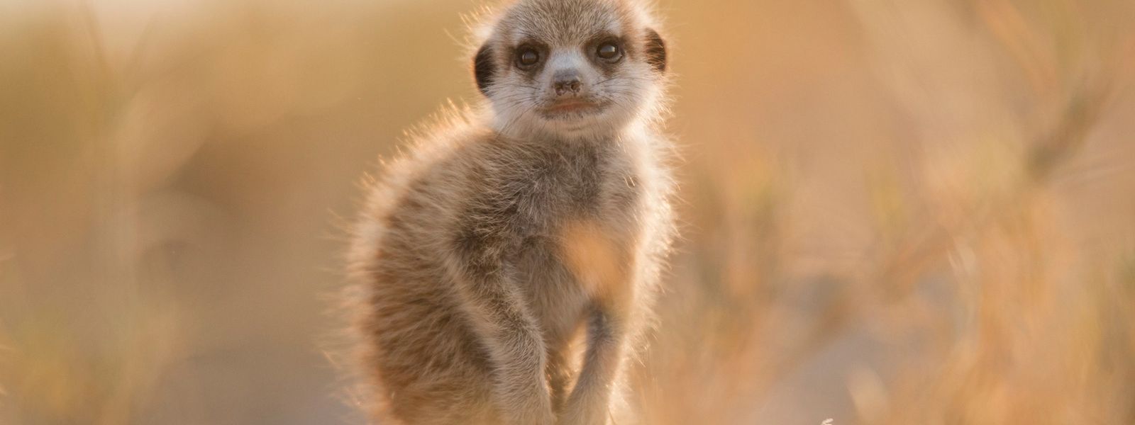 Rhino Africa Launches 1st 360° Virtual Safari Experience: A Morning With Meerkats