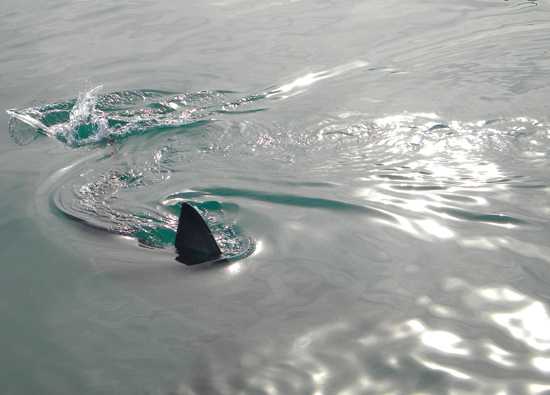 You've seen Africa's Big 5 - how about the Marine 5?