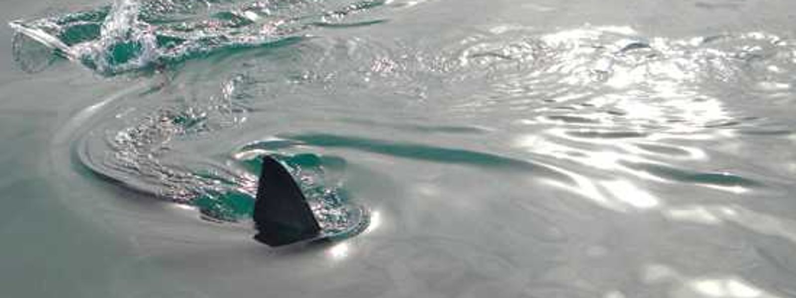You've seen Africa's Big 5 - how about the Marine 5?