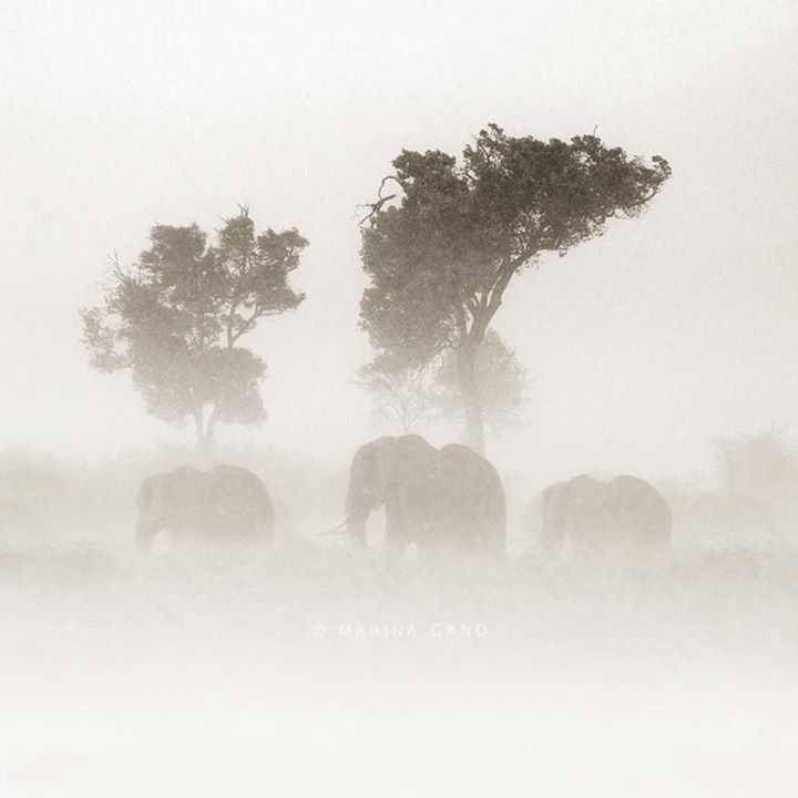 By Marina Cano