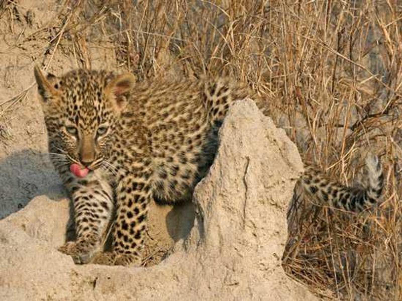 They're cute, but don't try your luck with leopards