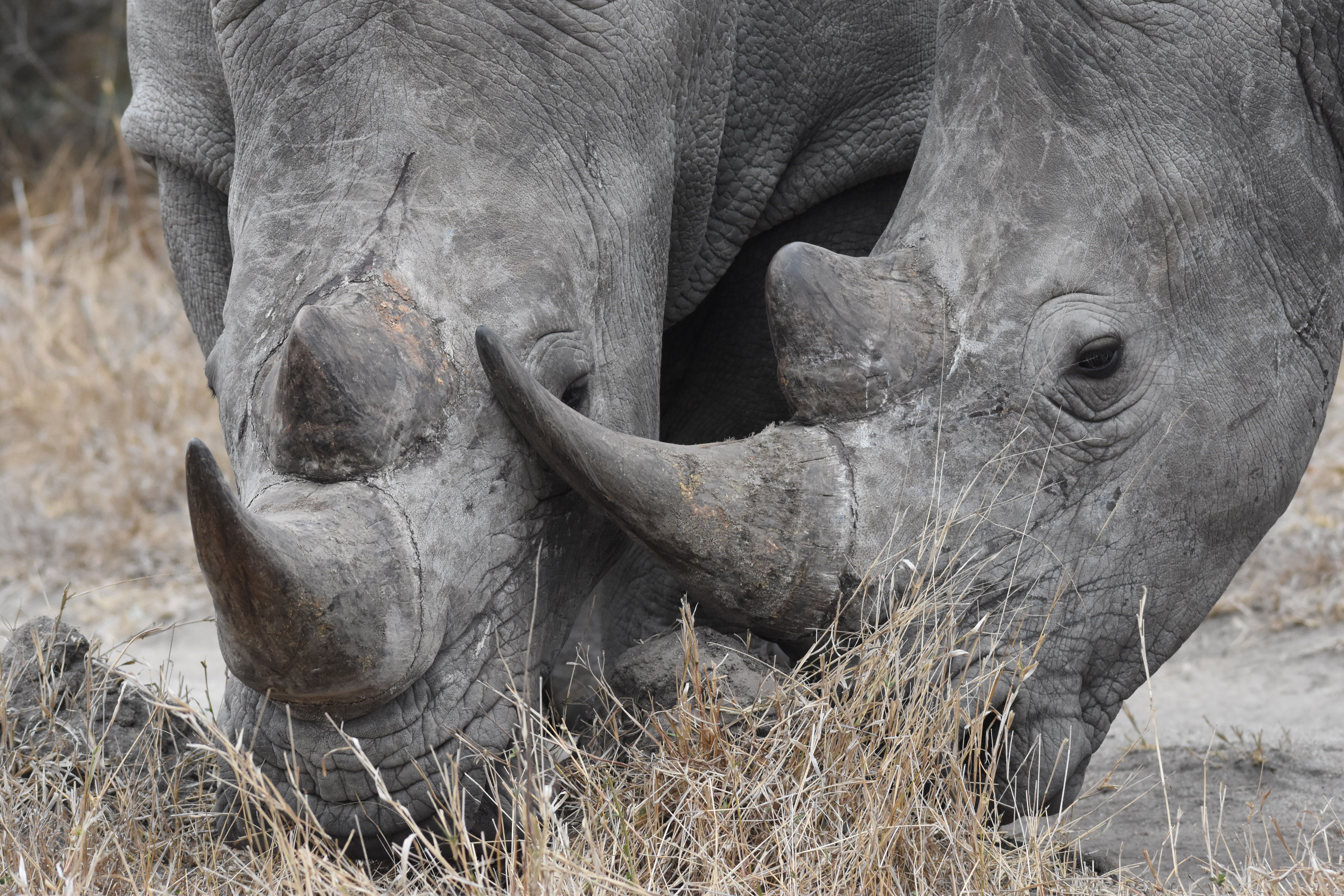 Rhinos At Silvan Safari - Silvan Safari Blog