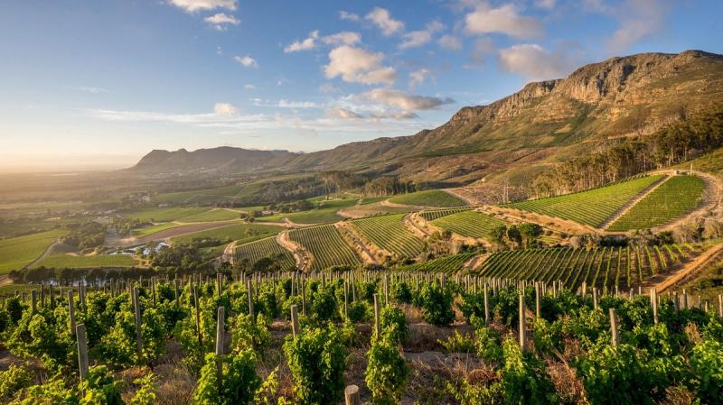 Das Erkunden der Constantia Weingüter zählt zu den Highlights mit dem Hop on-Hop off BUs