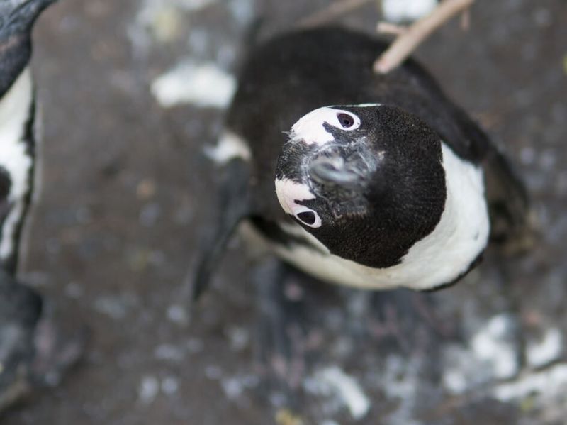 A curious African penguin