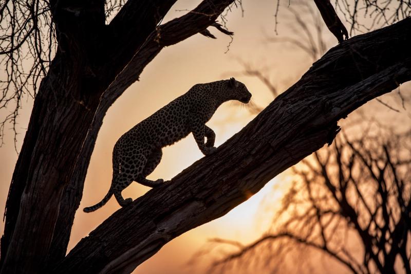 A leopard with the sun behind