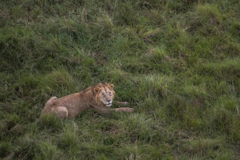View of lion