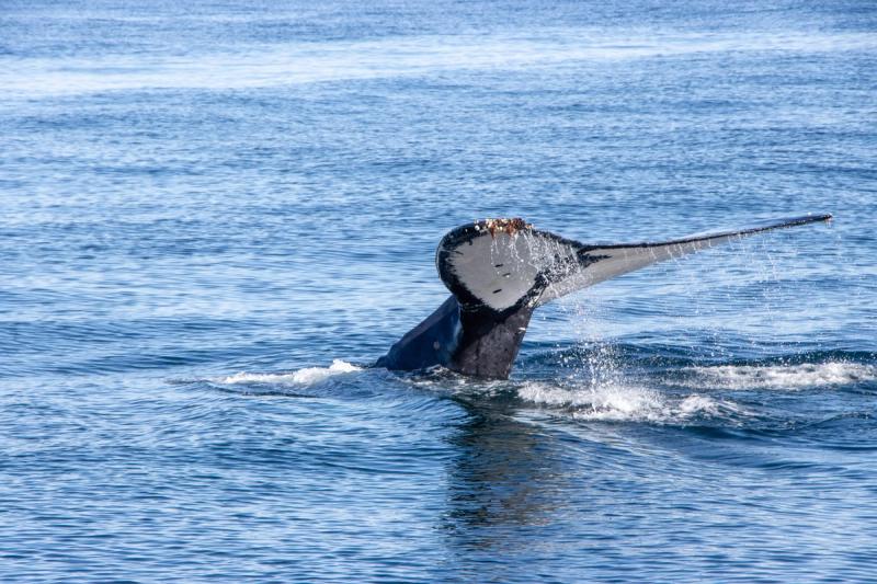 Whale in Hermanus ocean waters