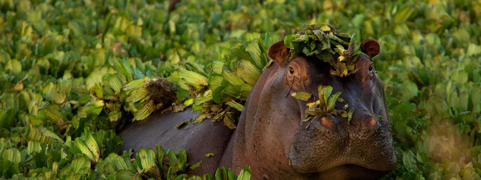 Africa's Wild Olympians: See Nature's Record-Breakers on Safari